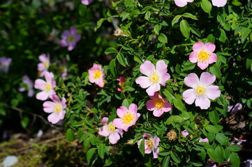 Naklejka premium Blooming pink wild rose in nature. Flower landscape.