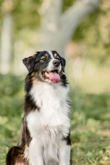 Fototapeta premium Beautiful australian shepherd (aussie) dog