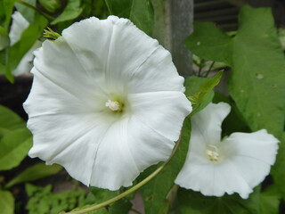 white bindweed flower