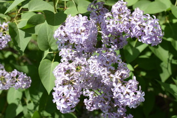 special sort lilac in the city park blooms in spring