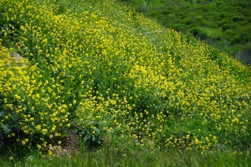 green grass background