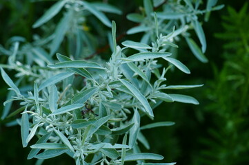 Green leaves close-up.