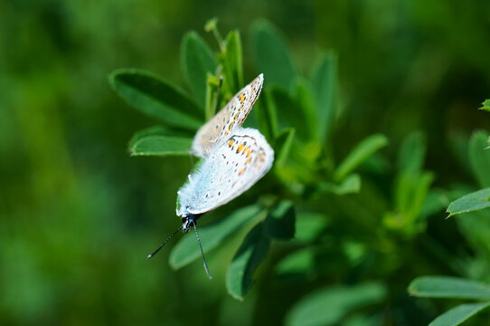 Two butterflies mate in the green grass.