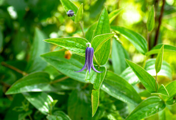 magnificent clematis, a small blue bell flower at the Gacilly botanical garden.