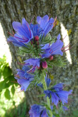 beautiful Blue-weedflower