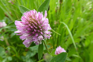 beautiful Clover flower, with a green background