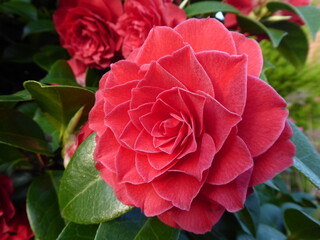 red Camellia flower