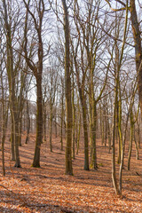 A bare forest with trees and branches, brown leaves on the ground