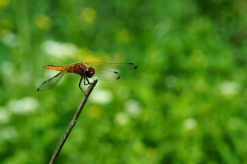 Dragonfly in the green grass. Natural background. Insects in nature.