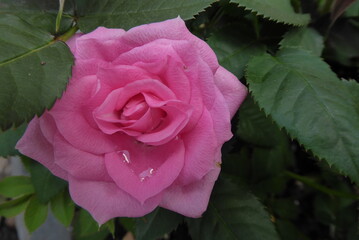 pink China Rose with waterdrop