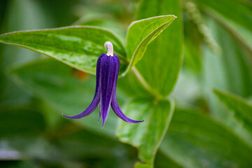 magnificent clematis, a small blue bell flower at the Gacilly botanical garden.
