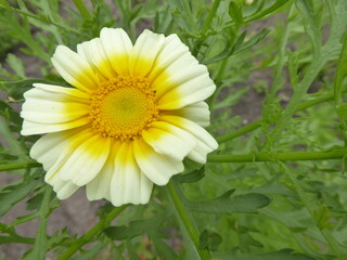 chop-suey white and yellow flower