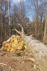 A large uprooted tree in the forest