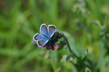 Blue butterfly in the green grass. Flower background.