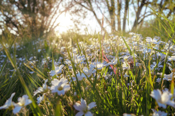 A white flower meadow in the evening sunlight