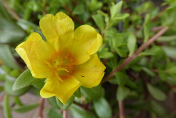 yellow Common Purslane