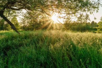 An idyllic evening landscape on a meadow field