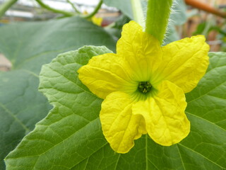 yellow Cucumber Flower