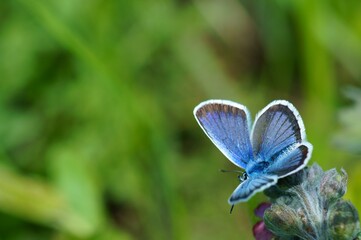 Blue butterfly in the green grass. Flower background.