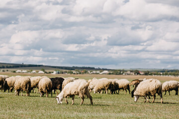 Naklejka na ściany i meble Herd of sheep and goats on a meadow, eating fresh green grass.
