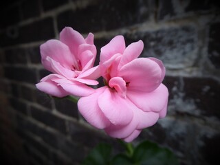 beautiful Pink Geranium