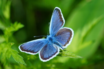 Blue butterfly in the green grass. Flower background.