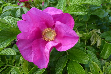 pink Hedgehog Rose