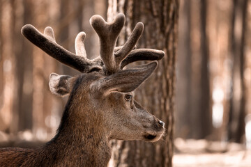 Hirsch guckt in dem Wald bei Sonnenuntergang 