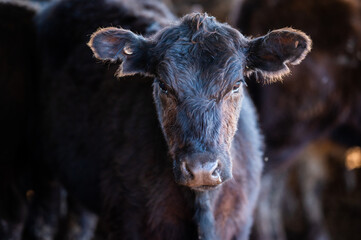 Beef cows and calves grazing on grass in south west victoria, Australia. eating hay and silage....
