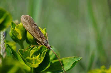 Fototapeta premium An insect on a green flower.