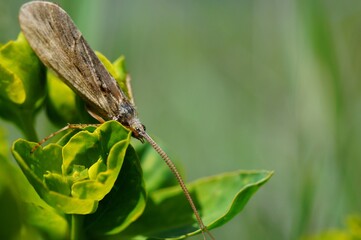 An insect on a green flower.