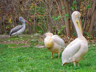 Pelican Great White or Eastern White Pelican, Pink Pelican