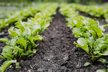 Rows of sprouts of beet in a garden. Organic home grown beets.