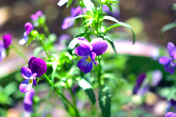 Fototapeta na wymiar Tri-color violet flowers in the garden in summer