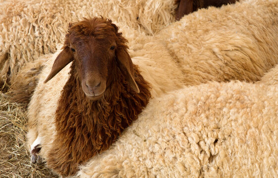 A Juvenile Awassi sheep