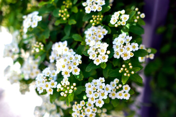 White flowers of Spiraea nipponica (spiraea nipponica)