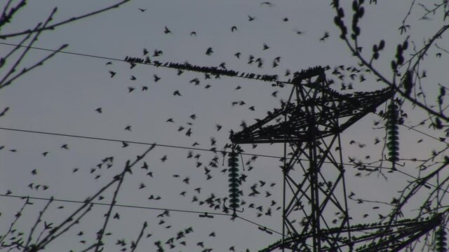 Starling birds flying in large numbers on migration burst from a tree