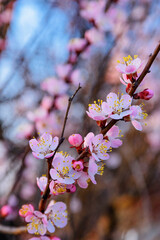 Apricot tree blooming, Krasnodar territory, Russia.