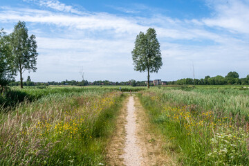 Fototapeta na wymiar green field against a blue sky with white clouds