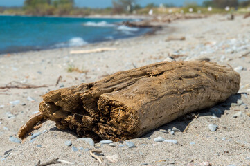 Driftwood log on a sandy beach with water in the background