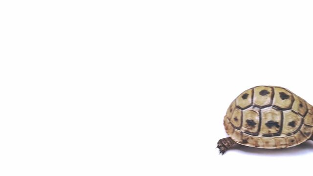 Small turtle walks on a white background close up 4k