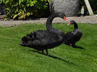 Obraz premium couple of black swans