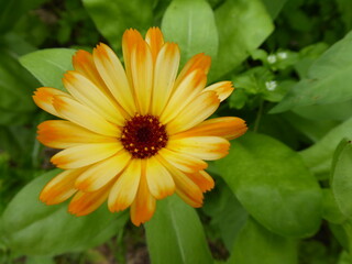 beautiful yellow daisy