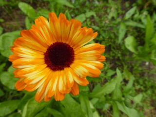 bright yellow daisy