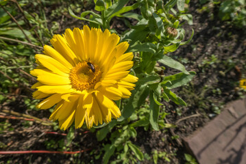 yellow Daisy with an insect