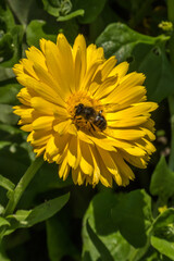 yellow Daisy with an insect