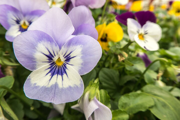 purple and yellow Violet