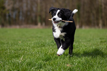 Border Collie Welpe auf der Wiese mit Stöckchen