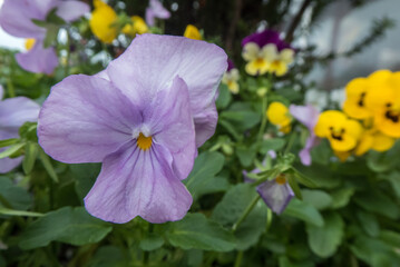 purple and yellow Violet