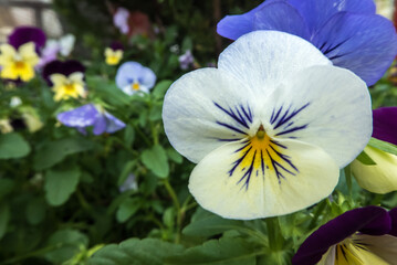 white, yellow and blue Violet